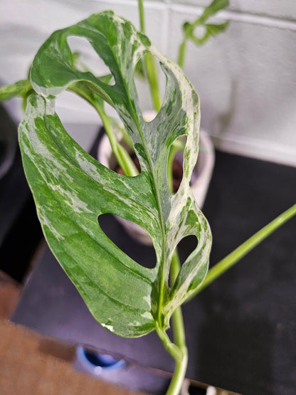 Monstera adansonii Mint Variegated is a rare trailing plant with minty marbled leaves and iconic fenestrations—perfect for collectors and jungle-style decor.