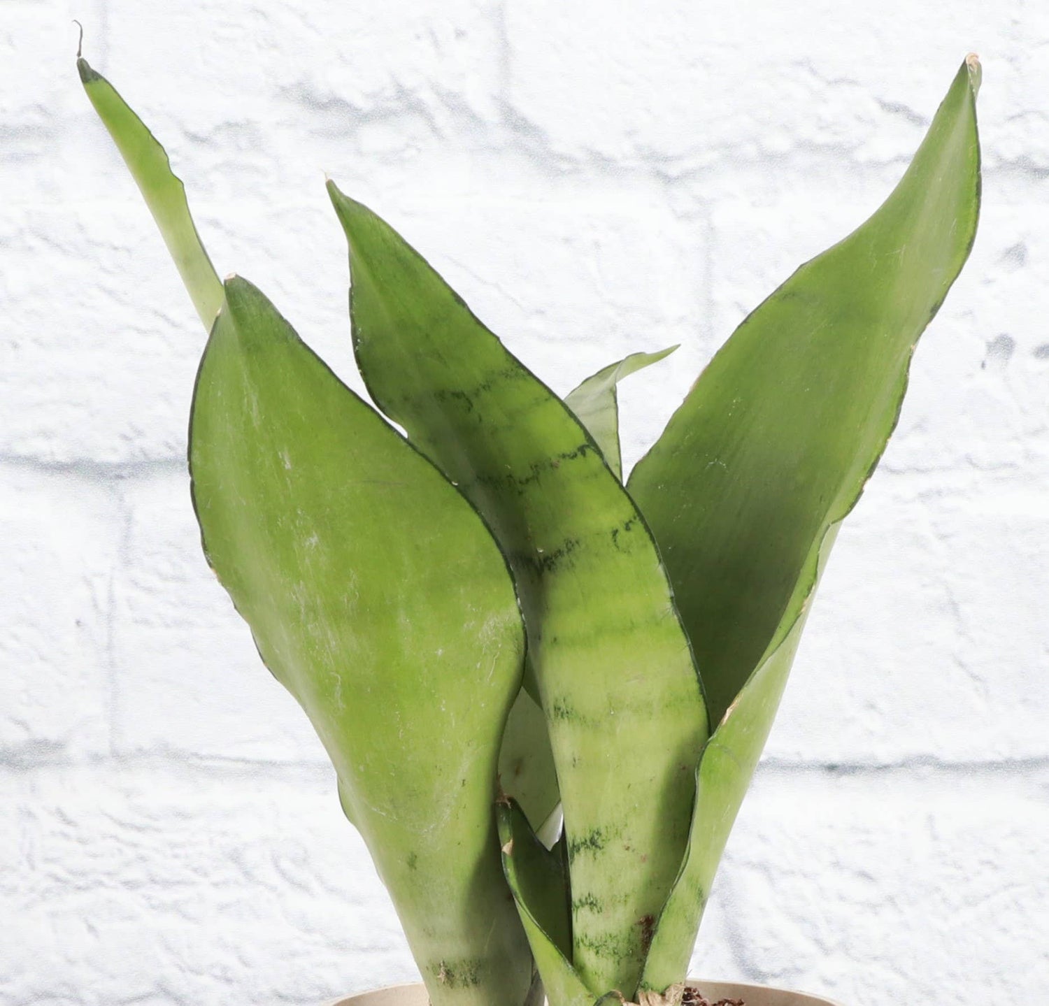 The Moonshine Snake Plant features silvery-green leaves and sleek form. Low-maintenance, air-purifying, and perfect for modern, minimalist spaces.