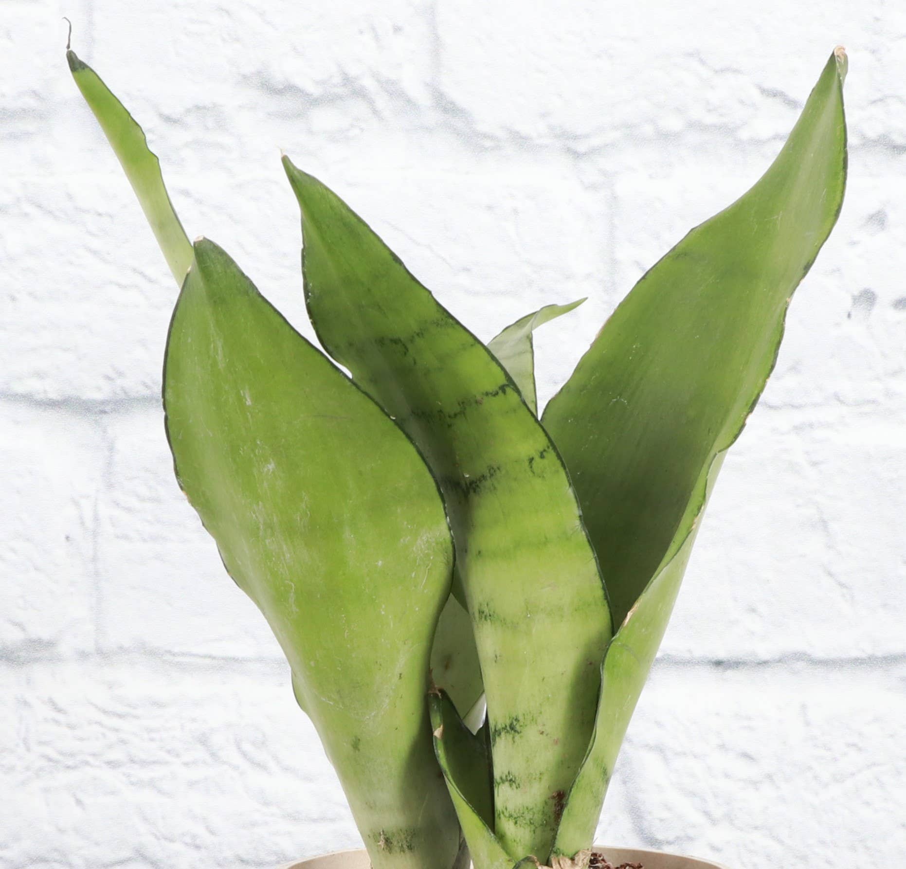 The Moonshine Snake Plant features silvery-green leaves and sleek form. Low-maintenance, air-purifying, and perfect for modern, minimalist spaces.