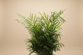 Neanthe Bella Palm (Chamaedorea elegans) 4" plant. Pet-safe Parlor Palm with soft tropical fronds. Thrives in bright indirect to medium light
