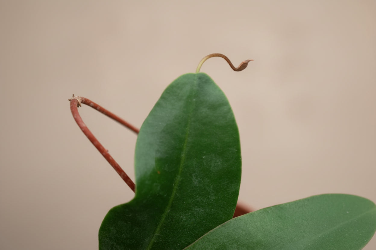 The Nepenthes Lady Luck Carnivorous easy-care pitcher plant is known for its vibrant pitchers and insect-trapping abilities, it thrives in bright, humid conditions, making it perfect for terrariums.