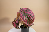 The Painted Leaf Exotica Begonia (Begonia brevirimosa ‘Exotica’) dazzles with bold, metallic pink streaks on lush green foliage, evoking hand-painted artistry. 