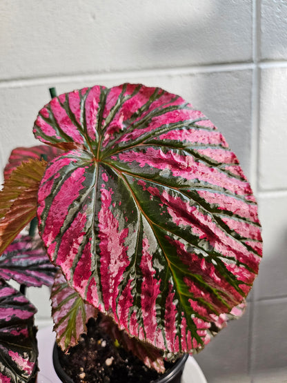 The Painted Leaf Exotica Begonia (Begonia brevirimosa ‘Exotica’) dazzles with bold, metallic pink streaks on lush green foliage, evoking hand-painted artistry. 