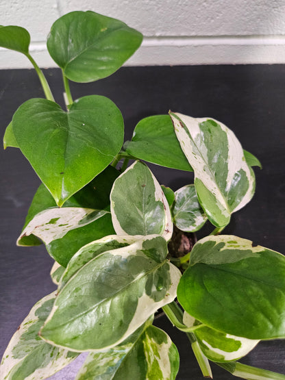 Pearl and Jade Pothos is a compact, variegated houseplant with creamy white and green marbled leaves—easy-care and perfect for bright indoor spaces.