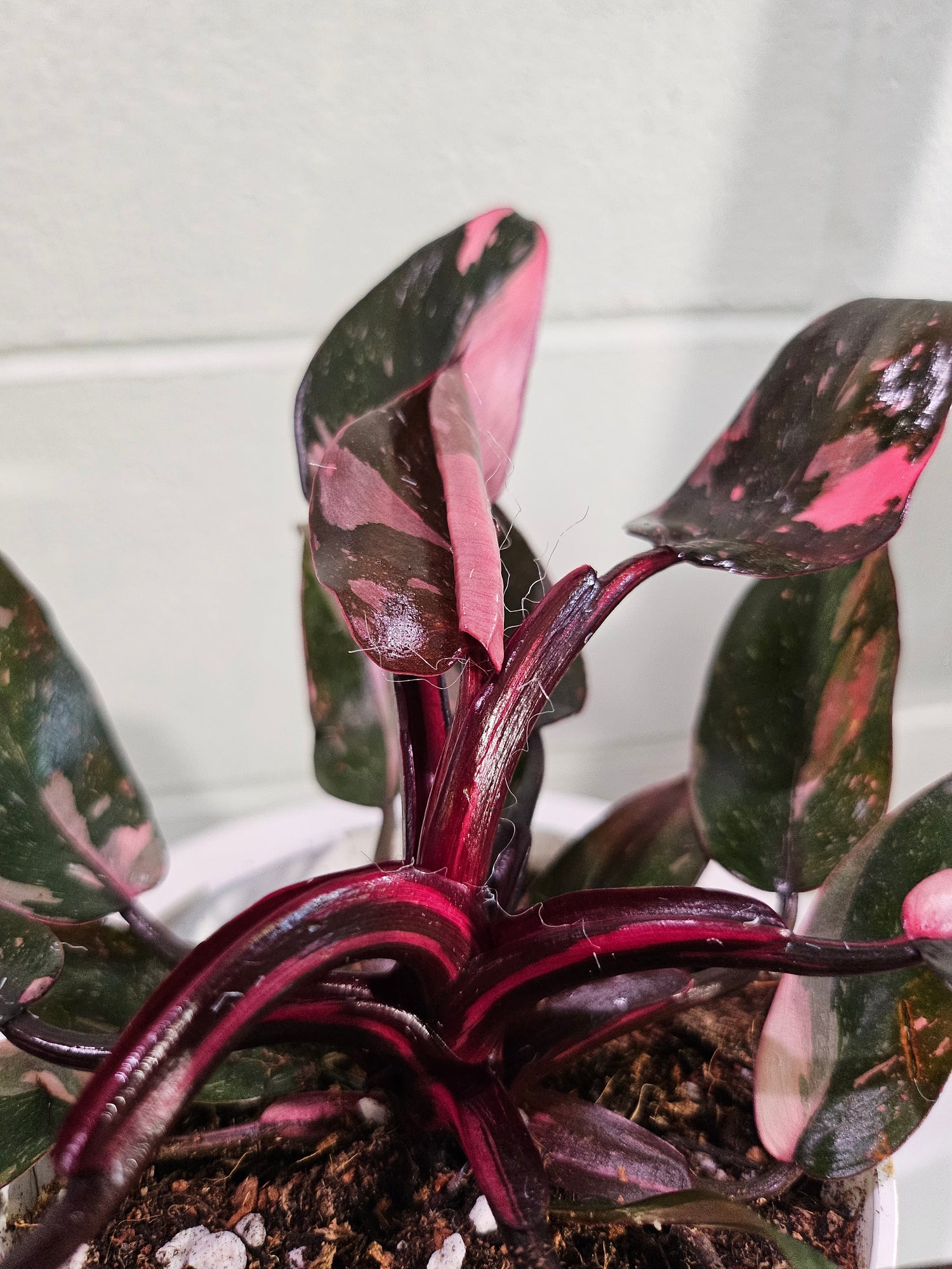 Philodendron Black Cherry Princess stuns with dark green leaves marbled in cherry red and blush. A rare, dramatic beauty that adds gothic flair to any space.