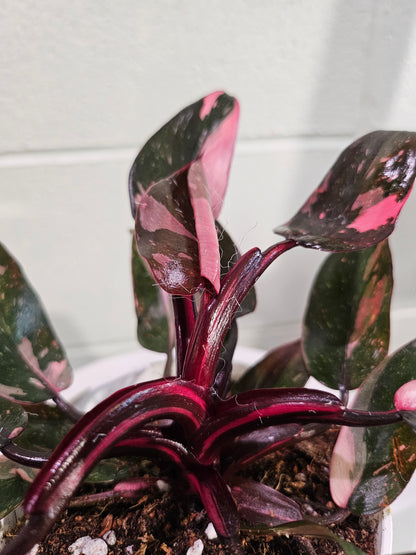 Philodendron Black Cherry Princess stuns with dark green leaves marbled in cherry red and blush. A rare, dramatic beauty that adds gothic flair to any space.