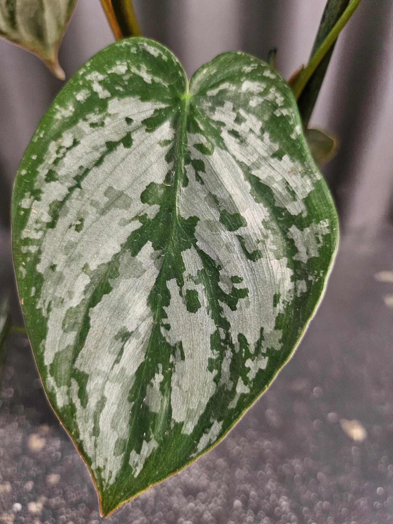 Philodendron Brandtianum features silver-splashed leaves and a climbing growth habit, making it an uncommon, easy-care aroid loved by collectors.