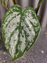 Philodendron Brandtianum features silver-splashed leaves and a climbing growth habit, making it an uncommon, easy-care aroid loved by collectors.