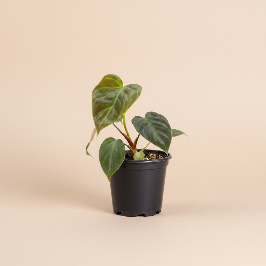 Philodendron El Choco Red is a rare collector plant with large velvety green leaves, striking red undersides and a dramatic climbing tropical growth habit.