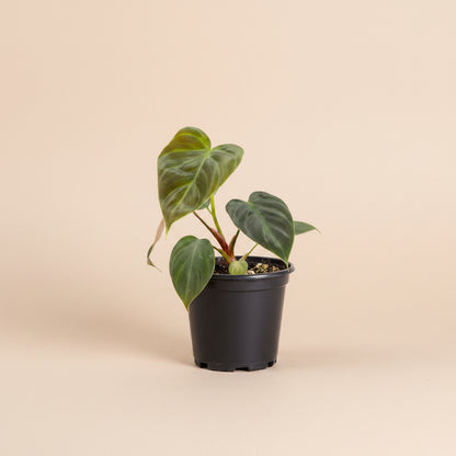 Philodendron El Choco Red is a rare collector plant with large velvety green leaves, striking red undersides and a dramatic climbing tropical growth habit.