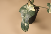Philodendron Florida Beauty × Mayoi is a rare climbing hybrid with deeply cut leaves and bold cream variegation, prized for its wild, sculptural foliage.