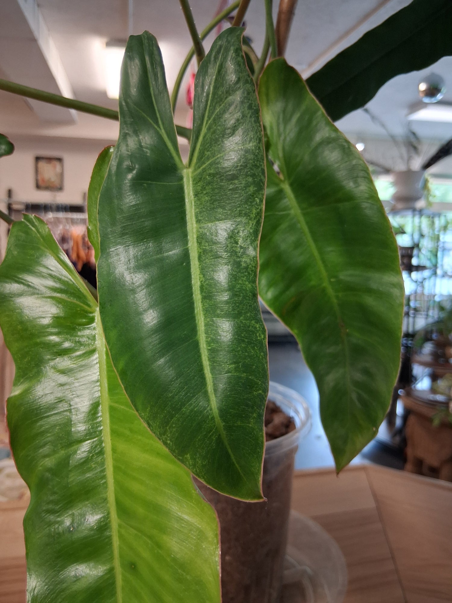 The Philodendron Paraiso Verde is a rare tropical beauty prized for its marbled green variegation, slow growth, and stunning, one-of-a-kind foliage.