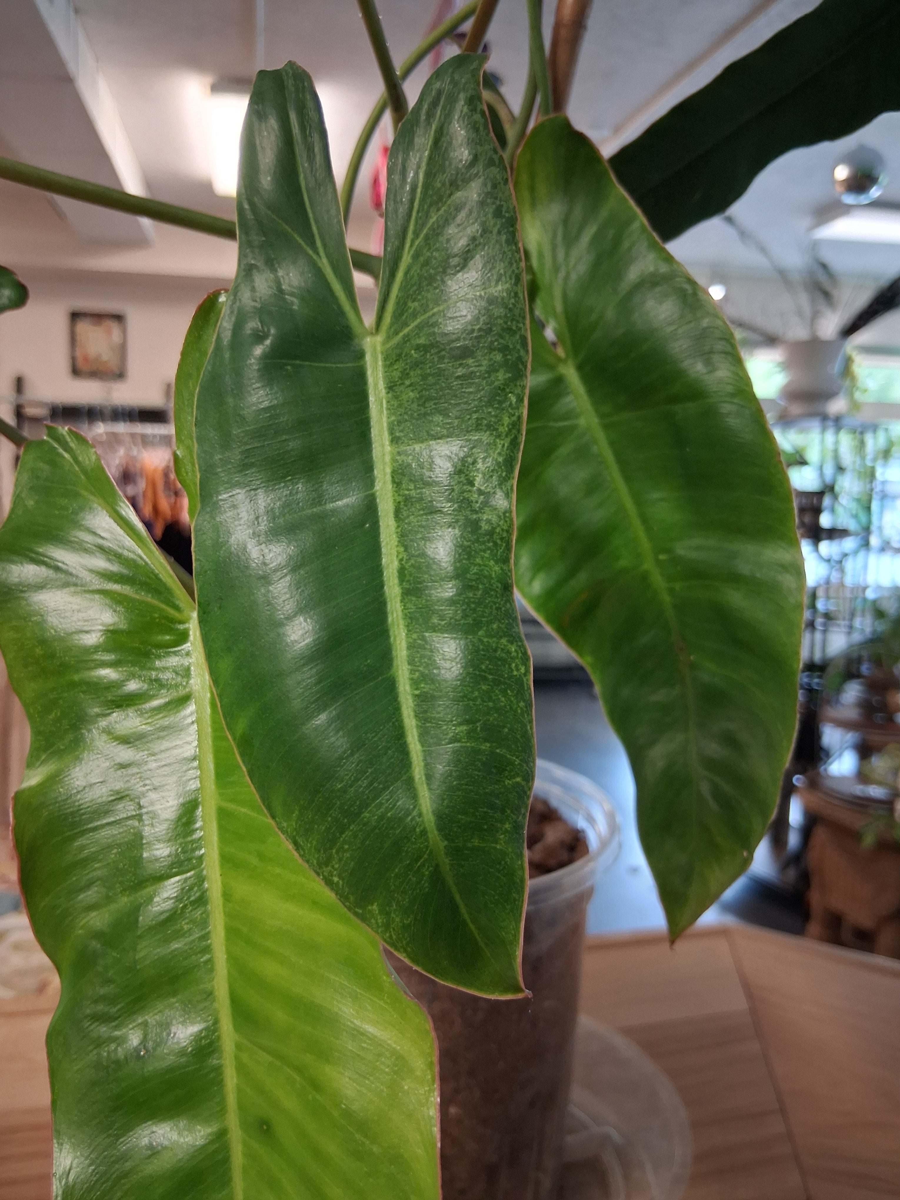 The Philodendron Paraiso Verde is a rare tropical beauty prized for its marbled green variegation, slow growth, and stunning, one-of-a-kind foliage.
