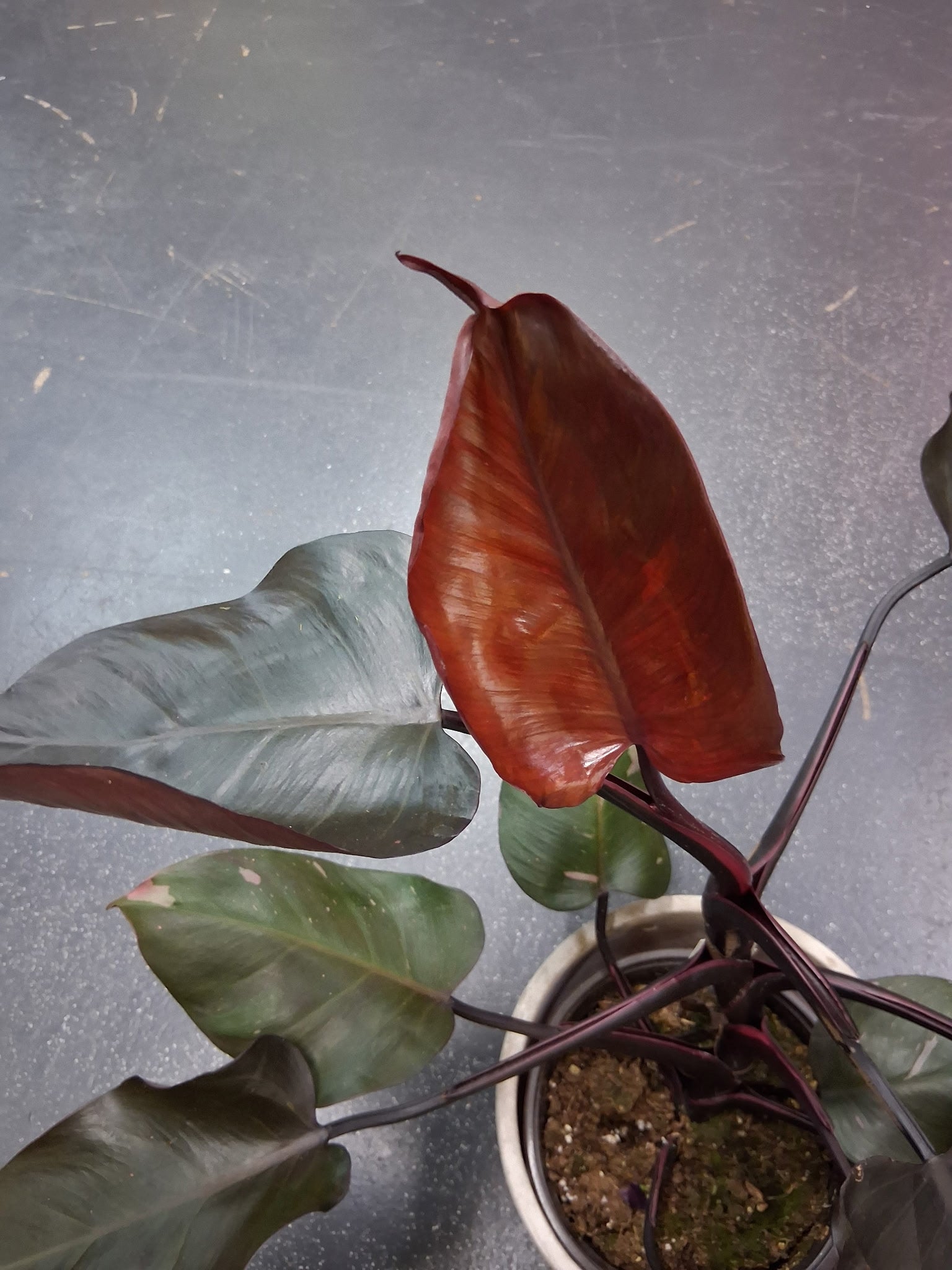 Philodendron Rubrum CV Pink brings blush accents and bold foliage to your space. An uncommon, easy-care plant ideal for collectors and tropical plant lovers.