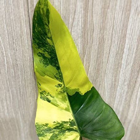 Philodendron domesticum Variegata is a rare climbing aroid with elongated leaves and creamy white variegation. A collector houseplant that adds bold, elegant structure indoors.