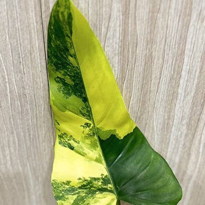 Philodendron domesticum Variegata is a rare climbing aroid with elongated leaves and creamy white variegation. A collector houseplant that adds bold, elegant structure indoors.