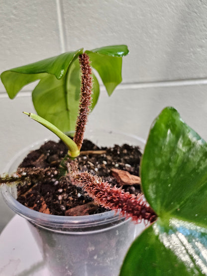 Philodendron squamiferum stuns with fuzzy red stems and deeply lobed leaves. A rare climbing beauty that adds wild, textural drama to any indoor jungle!