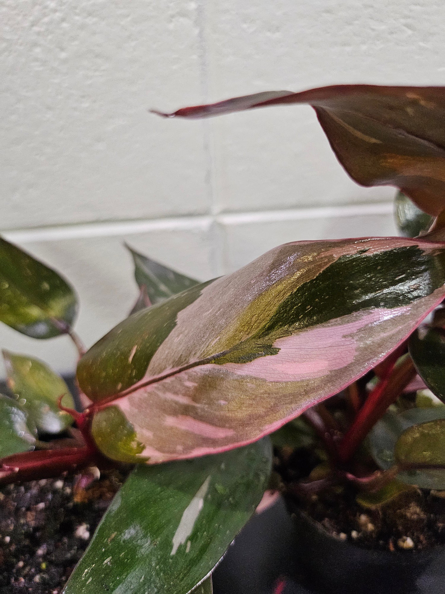 The Pink Princess Philodendron is a highly sought-after houseplant known for its stunning pink variegation. With dark green leaves splashed with vibrant pink and white, it’s a favorite among collectors. Thriving in bright, indirect light, this plant adds bold color to any space. 