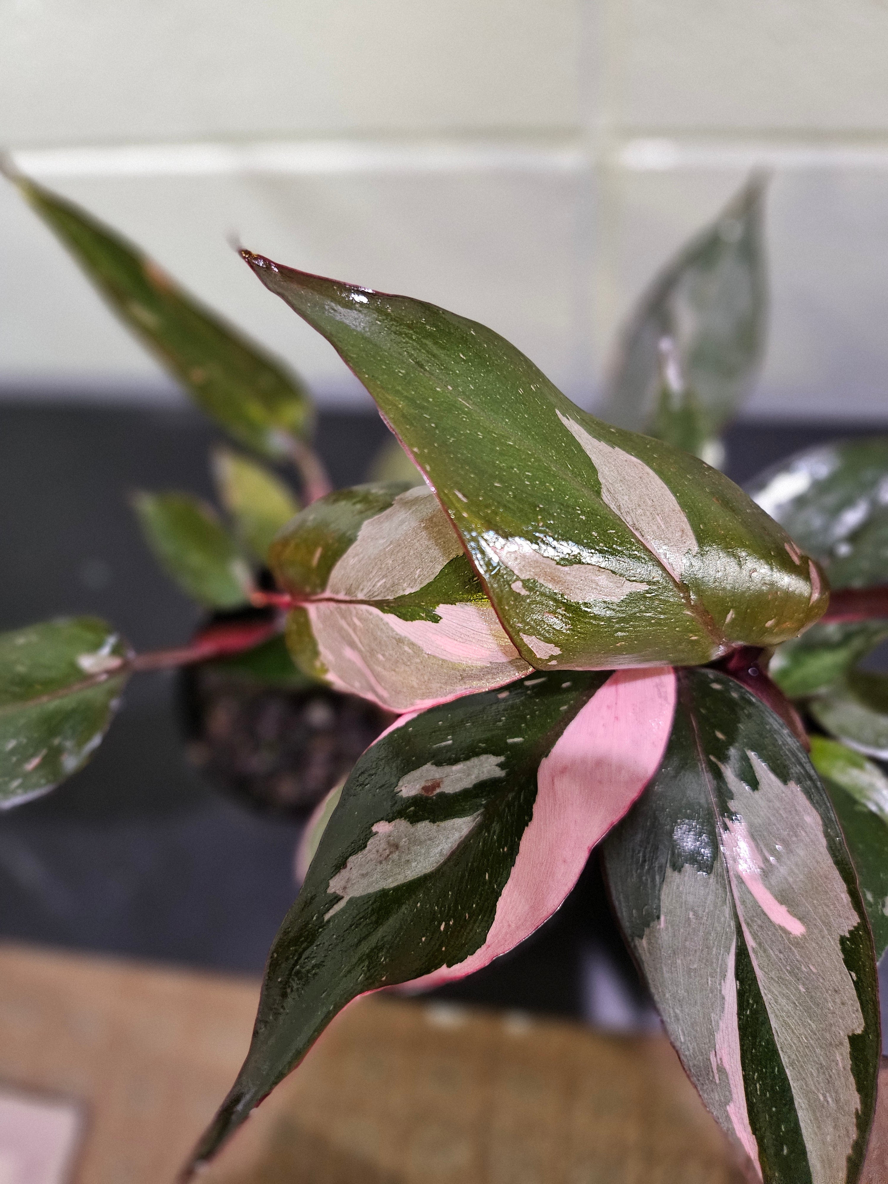 The Pink Princess Philodendron is a highly sought-after houseplant known for its stunning pink variegation. With dark green leaves splashed with vibrant pink and white, it’s a favorite among collectors. Thriving in bright, indirect light, this plant adds bold color to any space. 