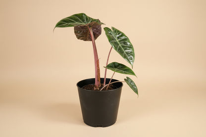 Rare and stunning, the Pink Princess Alocasia features bold pink variegation, glossy foliage, and tropical vibes—perfect for collectors and plant lovers