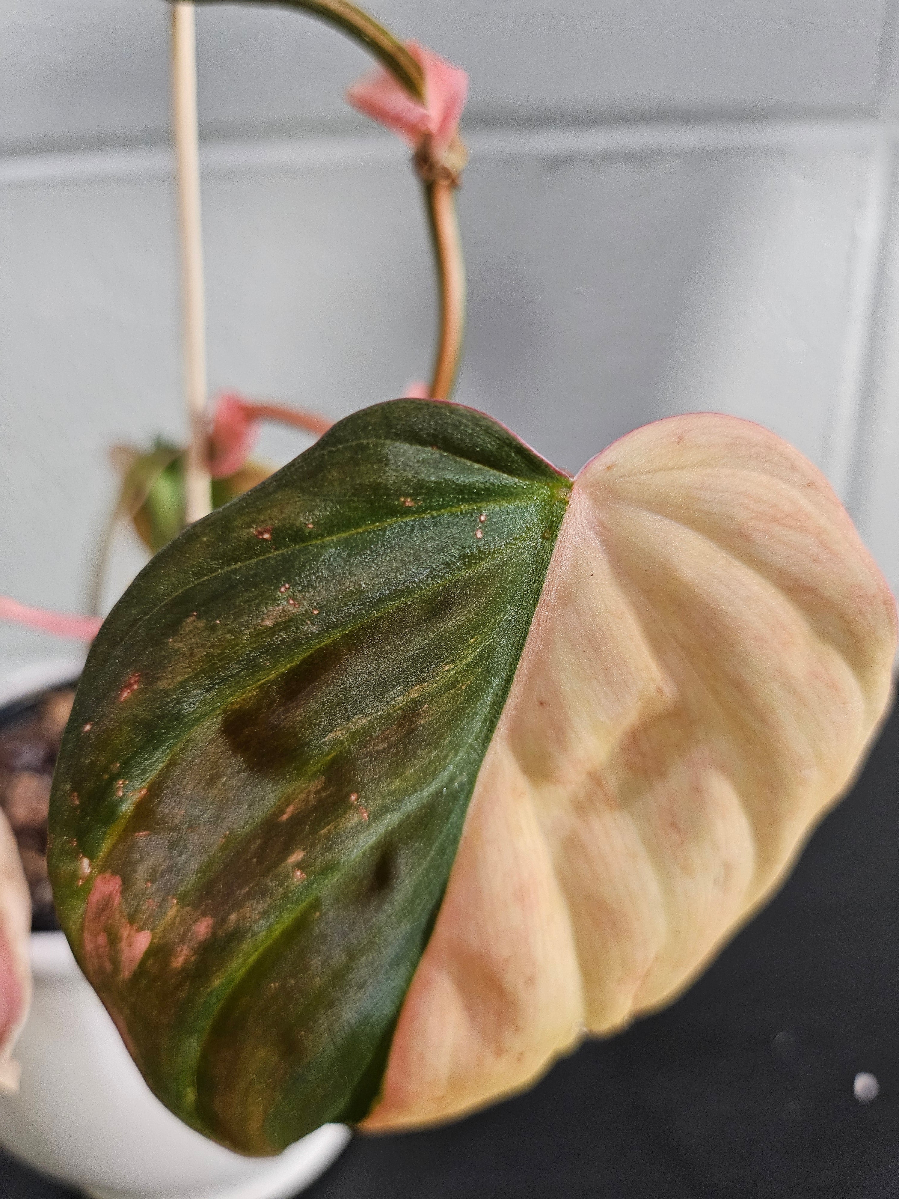 The Pink Variegated Philodendron Micans features velvety heart-shaped leaves with pink highlights—a rare, trailing beauty perfect for bright, indirect light.
