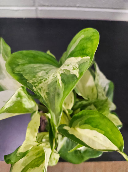 Manjula Pothos is a rare, variegated houseplant with creamy-white, mint, and green marbled leaves. A slow-growing, eye-catching beauty for any space.