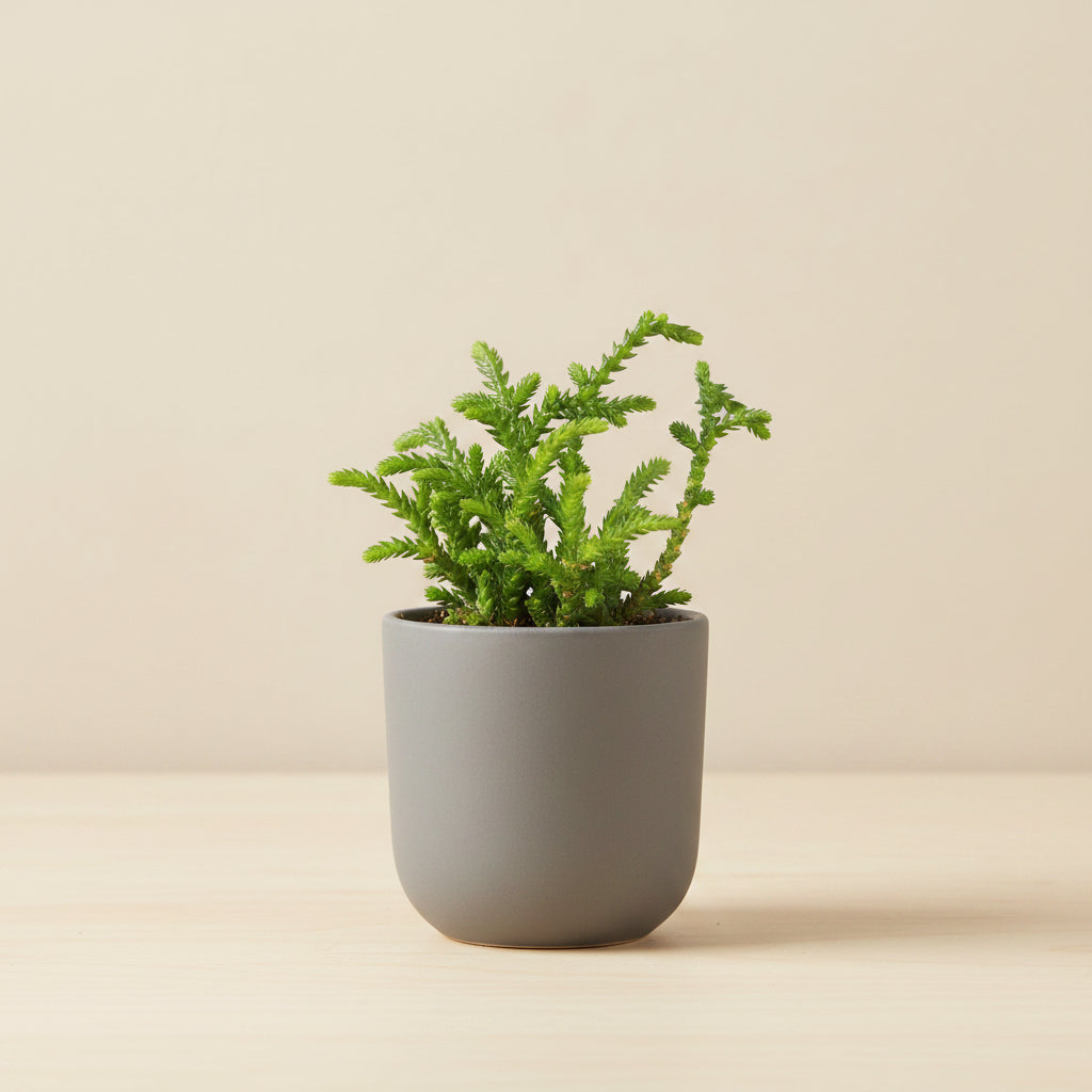 Princess Pine Crassula, a whimsical succulent with coral-like branches and soft evergreen foliage that brings enchanted forest vibes indoors.