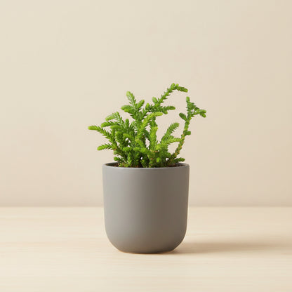 Princess Pine Crassula, a whimsical succulent with coral-like branches and soft evergreen foliage that brings enchanted forest vibes indoors.
