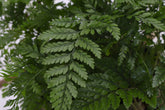 Rabbit’s Foot Fern 4" plant (Davallia fejeensis) with soft fuzzy rhizomes and lush green fronds. Thrives in medium light. Perfect indoor fern.
