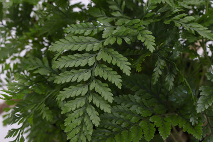 Rabbit’s Foot Fern 4" plant (Davallia fejeensis) with soft fuzzy rhizomes and lush green fronds. Thrives in medium light. Perfect indoor fern.
