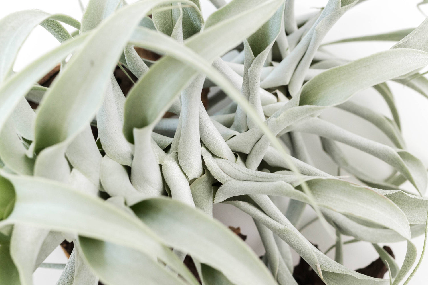 The Tillandsia Cacticola is a stunning rare South American air plant with sage-green to silvery leaves coated in soft trichomes. Available in wide-leaf and caulescent varieties, it adds texture and natural charm to any space. Easy to care for, it thrives in bright light with minimal watering. 