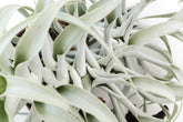 The Tillandsia Cacticola is a stunning rare South American air plant with sage-green to silvery leaves coated in soft trichomes. Available in wide-leaf and caulescent varieties, it adds texture and natural charm to any space. Easy to care for, it thrives in bright light with minimal watering. 
