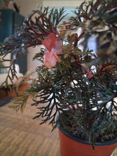 Rare Begonia bipinnatifida ‘Fern Leaf’ features intricate, fern-like foliage and a tropical woodland look. A unique collector plant for indoor spaces.