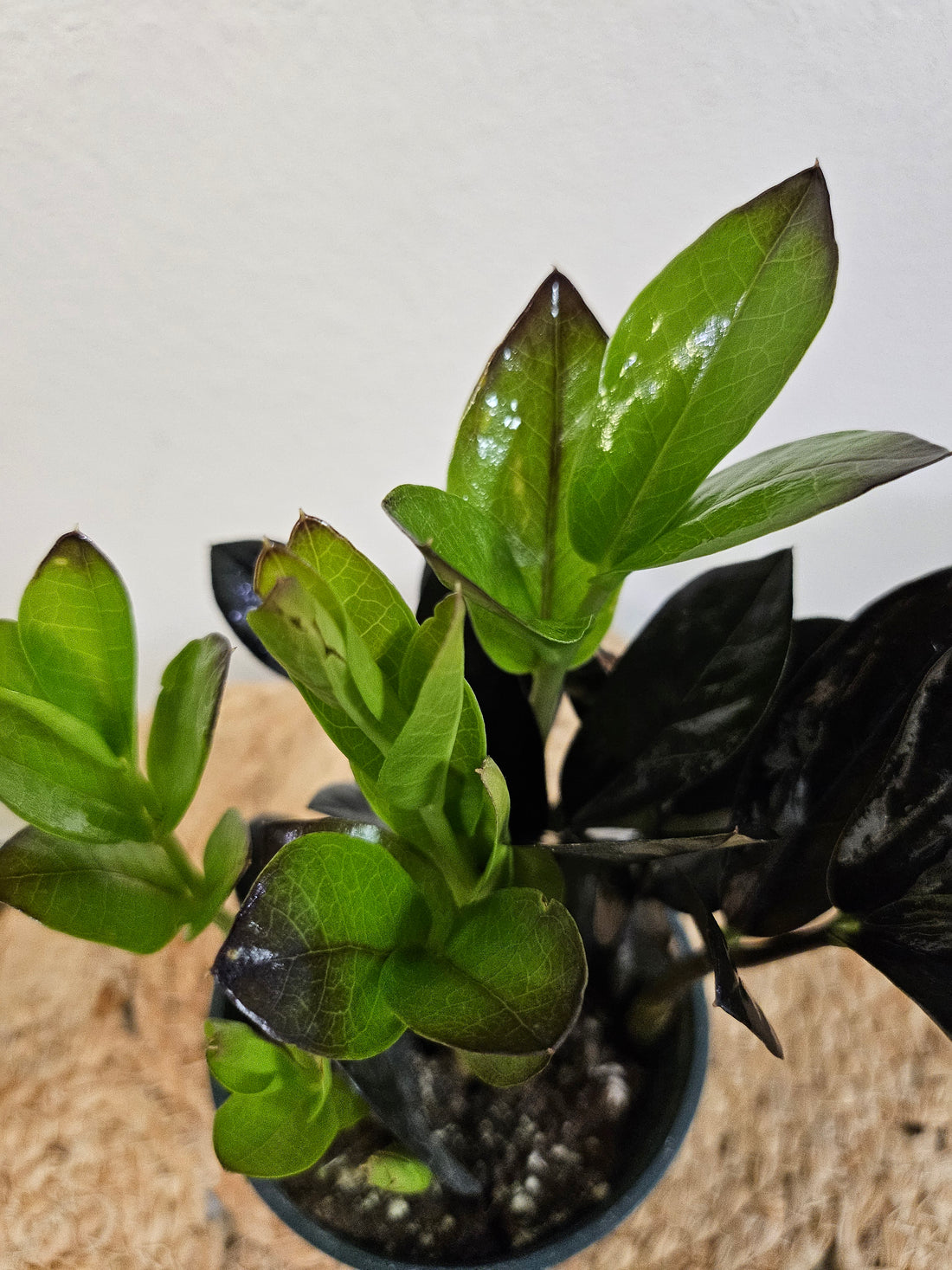 The ZZ Plant ‘Obscura’ features deep emerald-green to nearly black foliage that darkens with age and light exposure. This low-maintenance, drought-tolerant plant thrives in low light and neglect, making it perfect for modern, moody interiors. Its rare, slow-growing nature and bold silhouette add a touch of mystery and sophistication to any space.