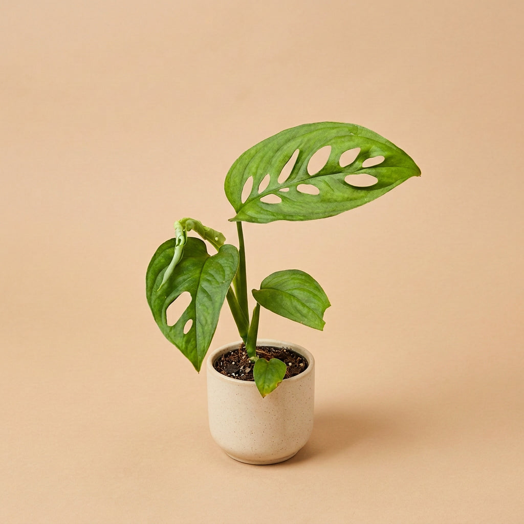 Rare Monstera Obliqua Napo with extraordinary lace-like fenestrations and collector appeal. A legendary tropical aroid for rare plant lovers.