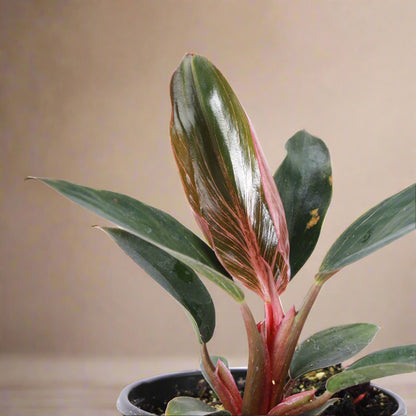 Rare Pink Birkin Philodendron with dark green leaves and soft pink striping. Compact, easy-care aroid and a must-have collector’s houseplant.