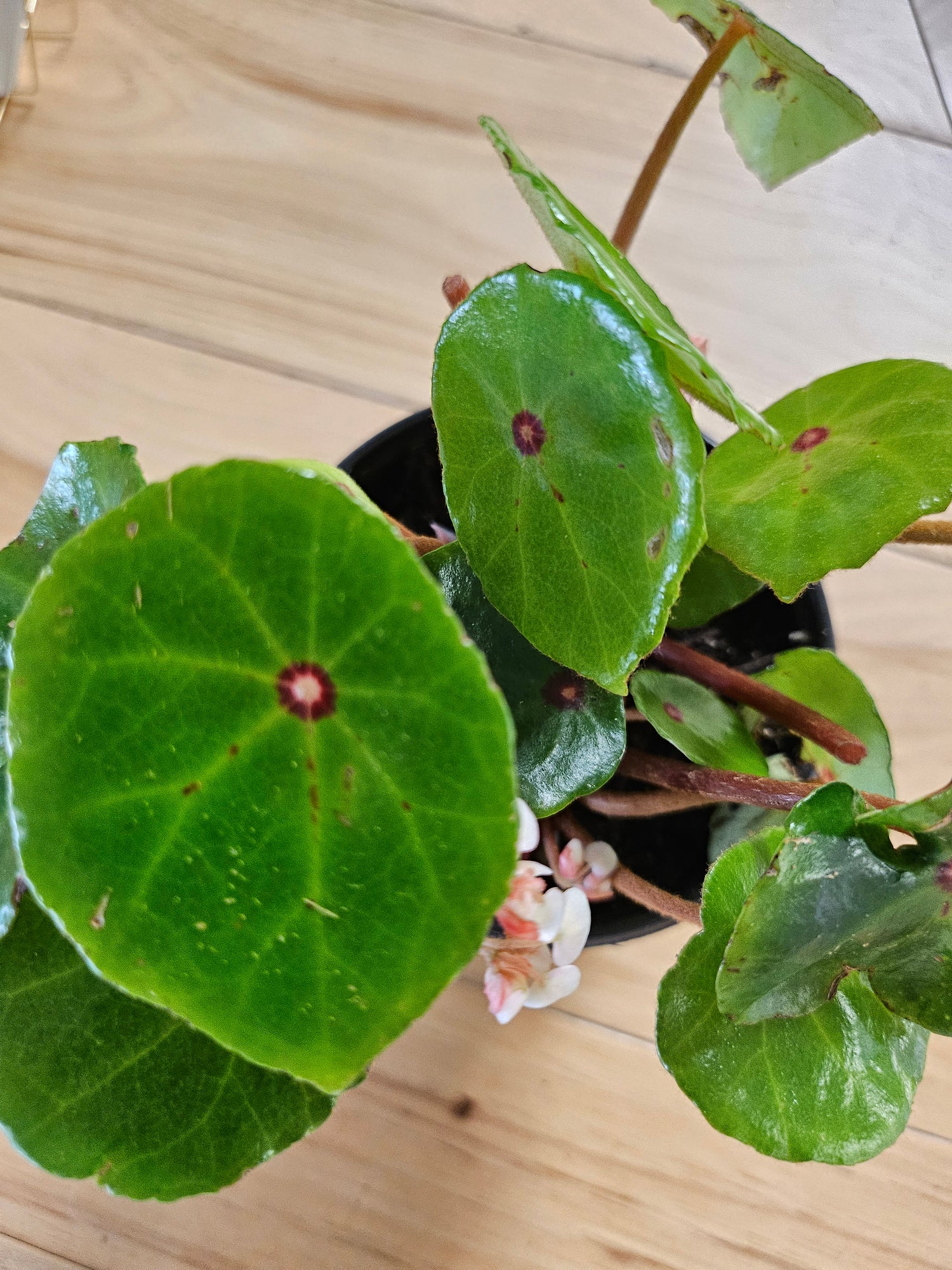 Red Ruby Begonia (Begonia conchifolia) features glossy round leaves with a ruby center. A compact, eye-catching plant perfect for terrariums and bright indoor spaces.