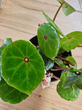 Red Ruby Begonia (Begonia conchifolia) features glossy round leaves with a ruby center. A compact, eye-catching plant perfect for terrariums and bright indoor spaces.