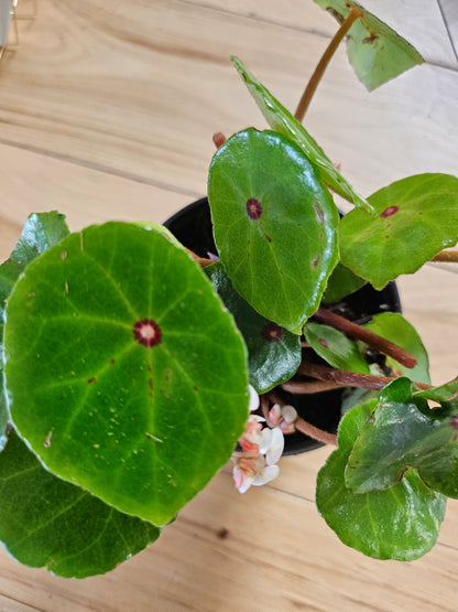 Red Ruby Begonia (Begonia conchifolia) features glossy round leaves with a ruby center. A compact, eye-catching plant perfect for terrariums and bright indoor spaces.