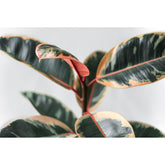 The Ficus Elastica (Rubber Tree) is a low-maintenance houseplant with striking glossy leaves, available in a variety of colors like deep green and variegated varieties. Thriving in bright, indirect light, it&