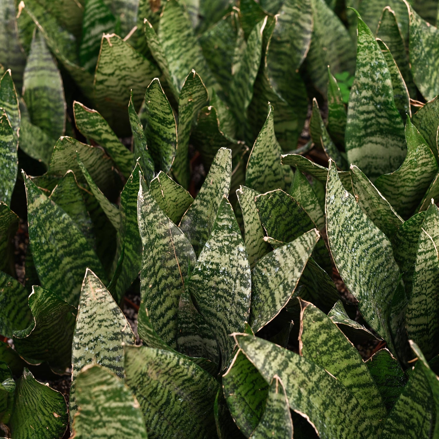 Snake Plant ‘Zeylanica’ with deep green leaves and soft striations. A hardy, low-maintenance houseplant that thrives in low to bright light. Air purifying.