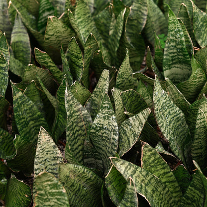Snake Plant ‘Zeylanica’ with deep green leaves and soft striations. A hardy, low-maintenance houseplant that thrives in low to bright light. Air purifying.