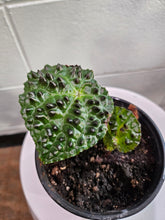 The Begonia ferox is a rare, exotic plant native to Guangxi, China, prized for its asymmetrical, glossy green leaves covered with black bullae tipped with fine hairs. It produces small white flowers and thrives in bright, indirect light with high humidity. Perfect for collectors, it adds a unique, textured charm to any space.