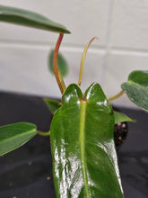 Rare and revered, the Philodendron Spiritus Sancti is the “Holy Grail” of plants—an ethereal, sculptural beauty prized by serious collectors worldwide.