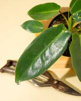 Rare and revered, the Philodendron Spiritus Sancti is the “Holy Grail” of plants—an ethereal, sculptural beauty prized by serious collectors worldwide.