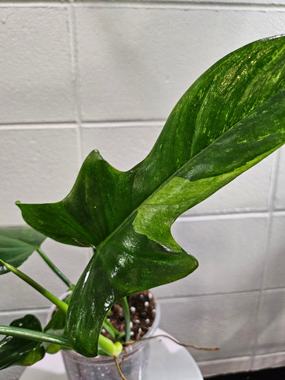 The Splash Gordon Philodendron stuns with bold, silver-splashed leaves and funky lobes. Rare, fast-growing, and dramatic—an indoor jungle showstopper