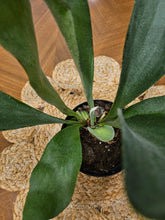 Bring tropical beauty into your home or garden with the striking Staghorn Fern (Platycerium bifurcatum), known for its antler-like fronds and unique ability to attach to trees. Perfect for USDA zone 9a and warmer, it thrives indoors and outdoors in dappled light or indoors as a low-maintenance.