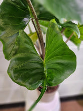 Alocasia macrorrhiza ‘Stingray’ is a striking tropical plant with unique, stingray-shaped leaves. It thrives in bright, indirect light, high humidity, and well-draining soil. A medium-care plant, it needs consistent moisture but avoids overwatering. Perfect for collectors, it adds an exotic, sculptural touch to any space!