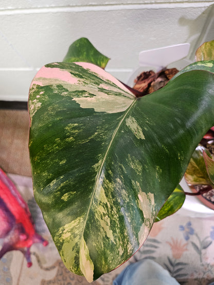 Philodendron Strawberry Shake stuns with pink, cream, and green variegation. A rare gem, it thrives in bright, indirect light—perfect for plant collectors