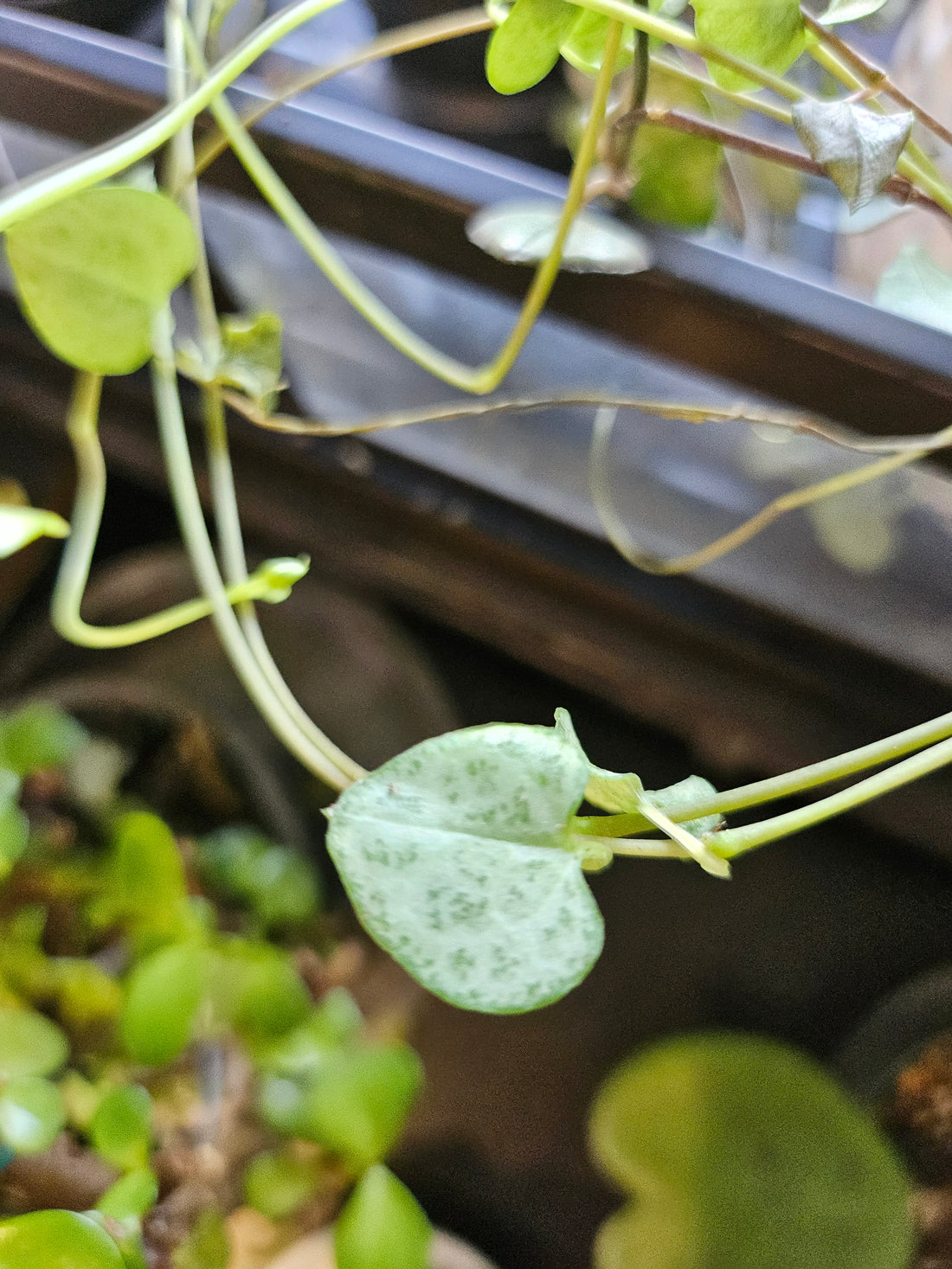 String of Hearts is a trailing succulent with heart-shaped leaves in blue-green, silver, and purple. Fast-growing, pet-safe, and perfect for bright spaces.